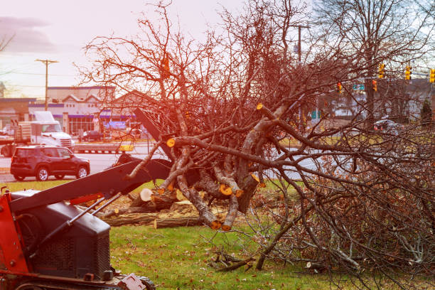 How Our Tree Care Process Works  in  Winnebago, MN